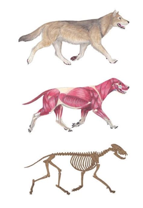 Anatomy Of A Wolf Anatomical Charts And Posters