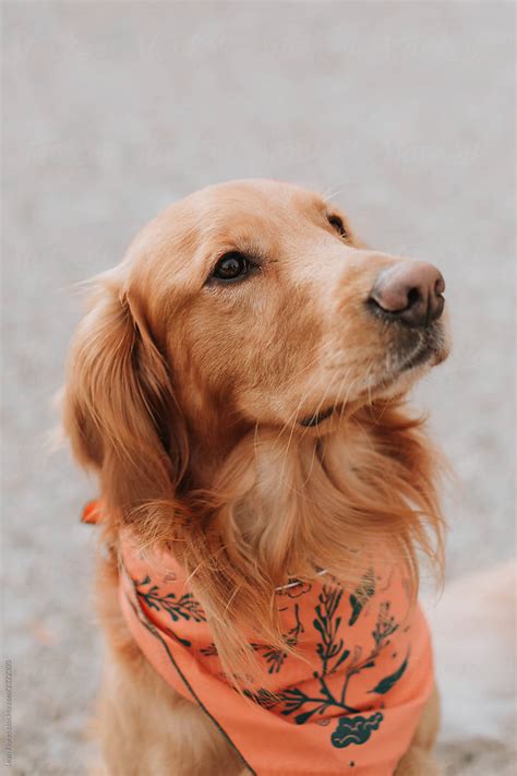 Golden Retriever Looking Up Del Colaborador De Stocksy Leah Flores