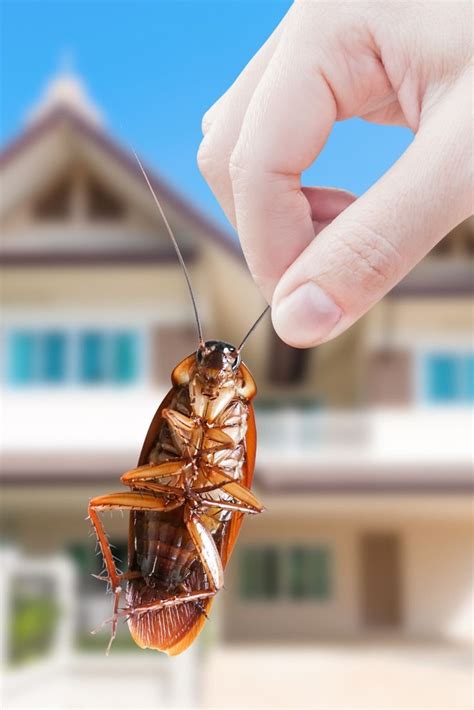 Make Your Home A No Go Zone For Cockroaches Pest Control Cockroaches Home Team