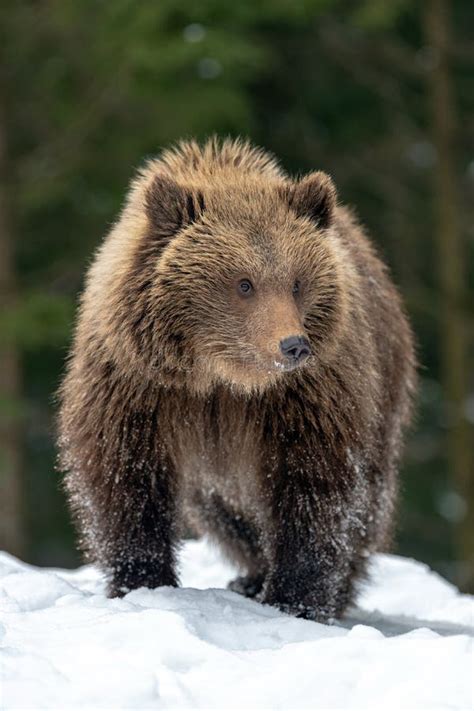 Wild Brown Bear Cub Closeup In Forest Stock Image Image Of Arctos