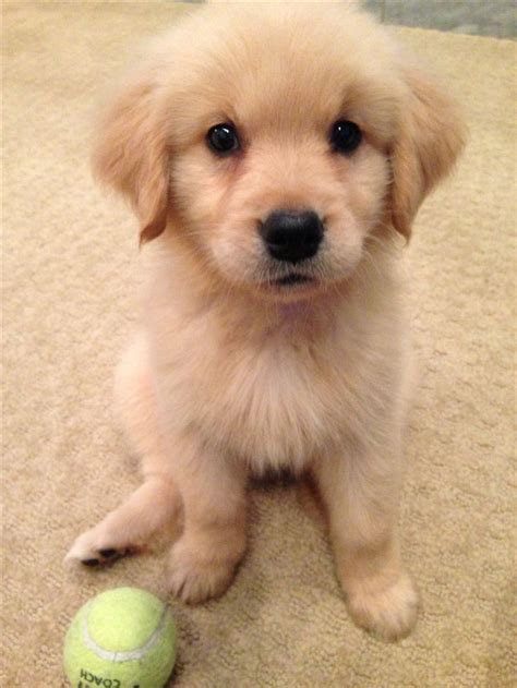 Golden retriever puppy on white background. 253 best images about Puppies!!!!!!!!!!!! on Pinterest ...