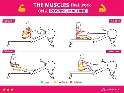 What Muscles Does A Rowing Machine Workout Eoua Blog