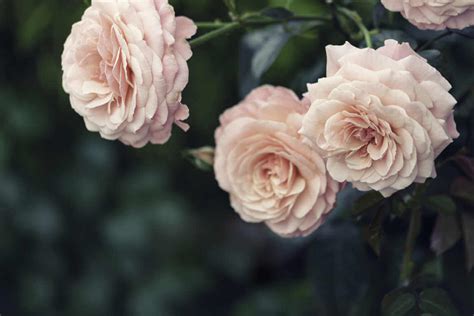 Pink Roses In Bloom Kellogg Garden Organics™