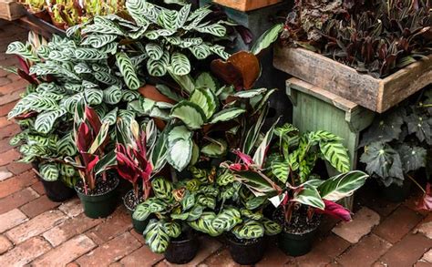 Variegated Indoor Plants The Science Behind The Latest Houseplant Tre