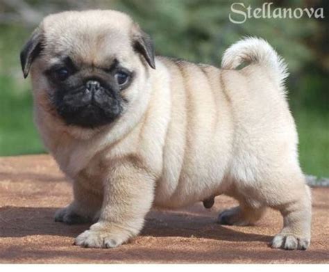 Acquire Terrific Ideas On Funny Pugs They Are Actually Available For