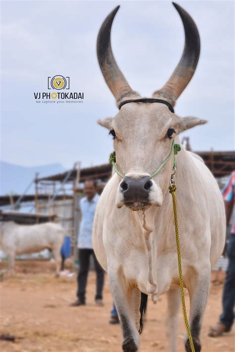 We review all the online casinos and betting sites in india to provide our visitors a. Vj Photo kadai: Tamil Nadu Cattle breeds (Naatu Maadu) an ...