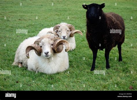 Wiltshire Horn Sheep With Splendid Horns Stock Photo Alamy
