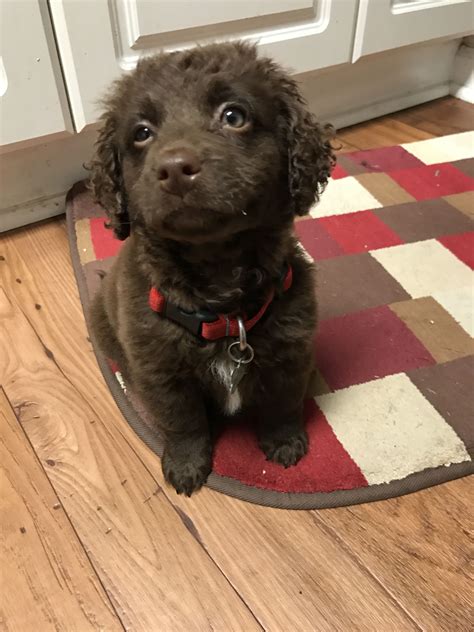 Check spelling or type a new query. Chocolate Mini labradoodle, Brady at 8.5 weeks old. Just ...