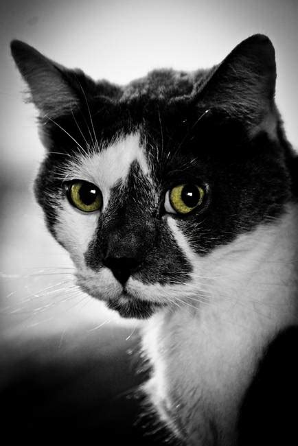 Stunning Black And White Cat Artwork For Sale On Fine