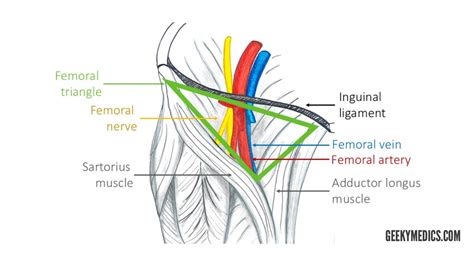 Glutes Diagram Muscles Of The Gluteal Region Anatomy Geeky Medics Images And Photos Finder