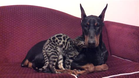Doberman And Bengal Cat Cuddle Time Youtube