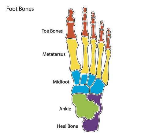 Foot Structure Diagram