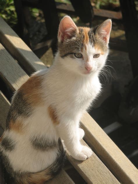 Calico and tortoiseshell coats are undeniably beautiful, and as such, these cats tend to get adopted far more quickly than cats with other coat colors. Wild calico kitten | Flickr - Photo Sharing!