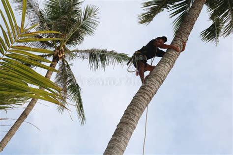 Man Climbing Coconut Tree Stock Photo Image Of Green 90986722