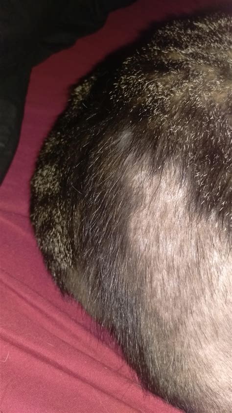 Why Has My Cat Started Balding Around The Base And His Tail Rcats