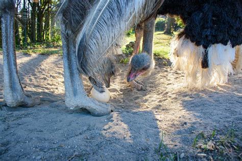Ostrich Struthio Camelus Takes Care Of Their Egg In Nest Stock Photo
