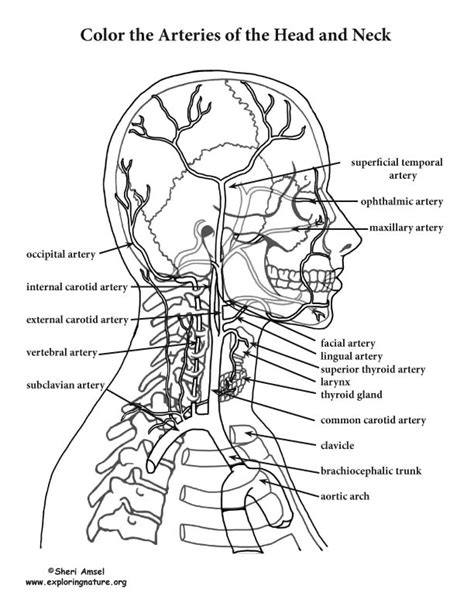 Color Atlas Of Head And Neck Anatomy Pdf Books Priorityomatic