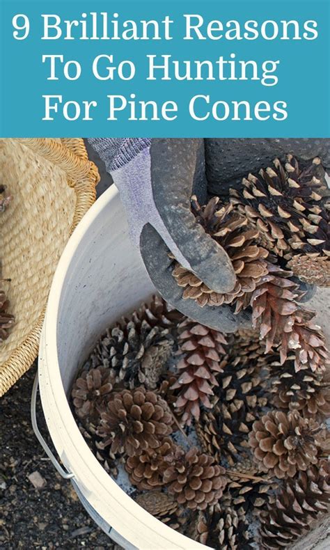 Cones Diy Cones Crafts Pine Cone Crafts Large Pine Cones Pine Cone