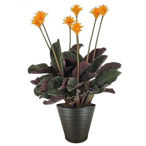 Delivery Calathea Crocata Flowering Plant Foliflora