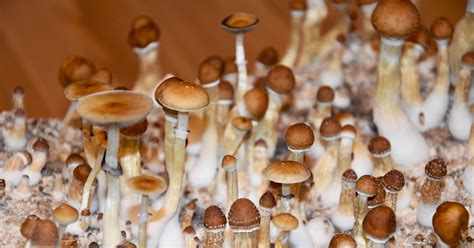 Magic Mushrooms And Mental Health Therapy