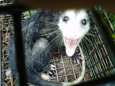 Opossum Removal Pinellas County Pasco County Hillsborough County St