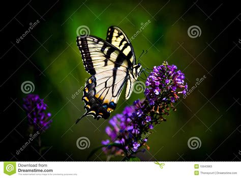 Borboleta De Swallowtail Do Tigre Imagem De Stock Imagem De Andorinha