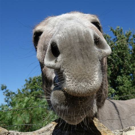 Equus Africanus Asinus Focinho Foto Gratuita No Pixabay Pixabay