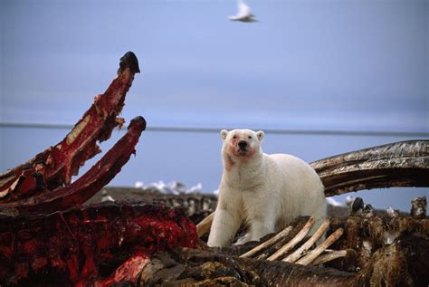 A Polar Bear Stands Over A Partially Eaten Whale Carcass In Kaktovik