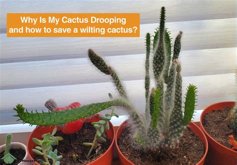 Why Is My Cactus Drooping And Wilting Solution To Save It