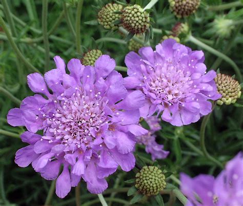 Scabiosa Columbariabutterfly Pincushion Flower Flowers Perennials