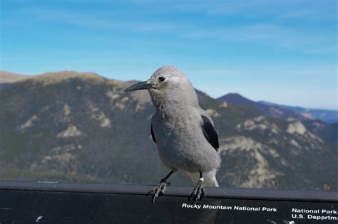 Birds Of Rocky Mountain National Park Smithsonian Photo Contest