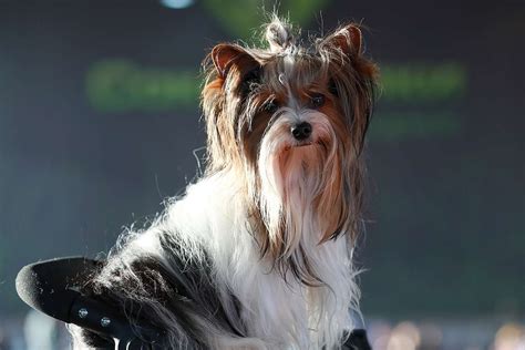 American Kennel Club Recognizes New Toy Dog Breed Biewer Terrier