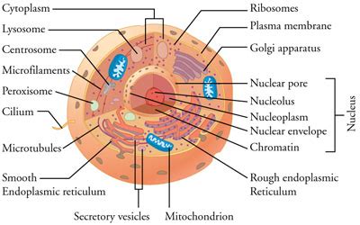 What is ribosomes in animal cell. Organelles | Biology of Aging