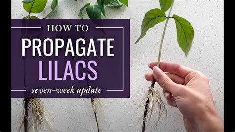 Propagating And Rooting Lilac Cuttings 7 Week Update Youtube