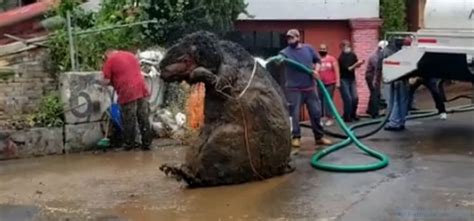 ‘giant Rat Found In Drain Under Mexico City