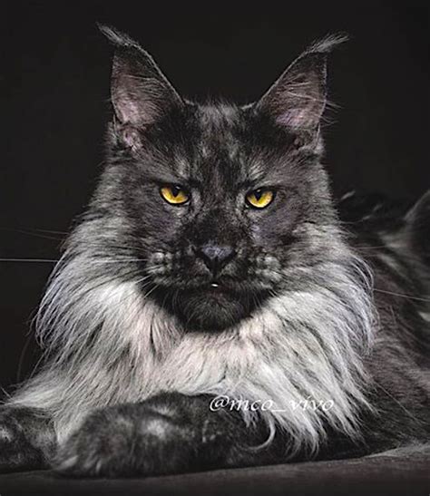 They rank third among the breeds registered by the cat fanciers association. Black Smoke Maine Coon Cat Breeders - Baby Pink Kitten Heels