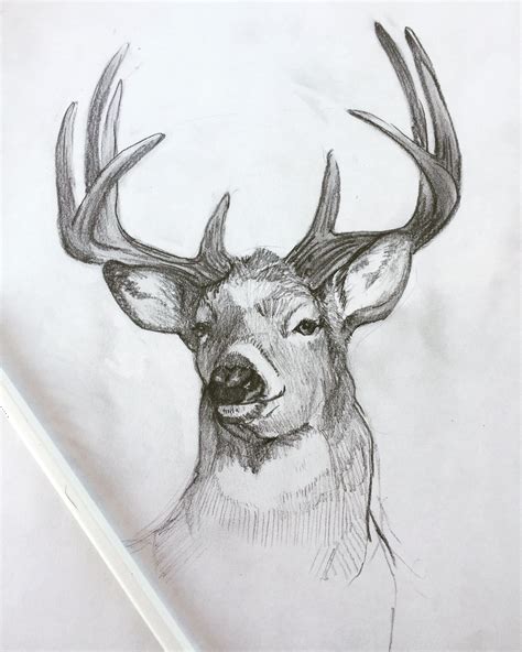Whitetail Deer Sketch Deer Sketch Rehab Fawn Moose Art Sketches