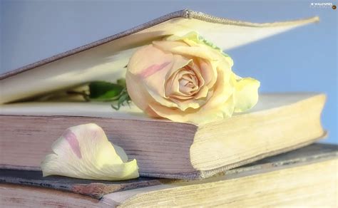 Books Rose Petal Colourfull Flowers For Desktop Wallpapers 1920x1186