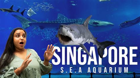 Sea Aquarium Singapore Guide Tickets Timings And How To Visit