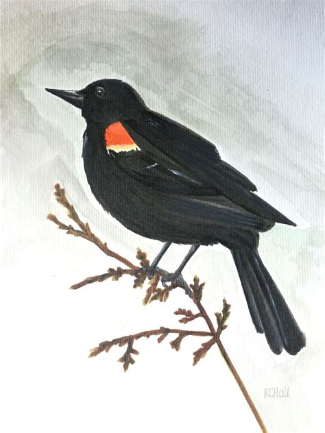 Red Winged Blackbird 2016 Watercolour By Robyn Hall New Zealand Artist