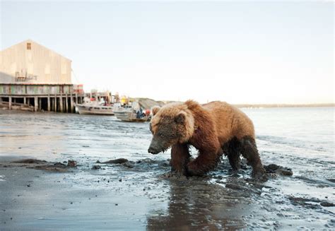 Wounded Bear Near Red Salmon I Internationalphotomag