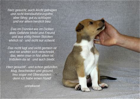 Erstmals untersuchen forscher in deutschland die beziehung zwischen mensch und tier. Hundezitate - Kalalassies