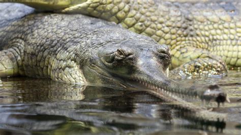 Gharial Free Stock Photo Public Domain Pictures