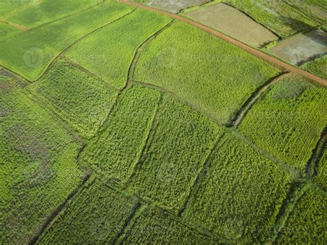 Aerial View Field Environment Forest Nature Agricultural Farm