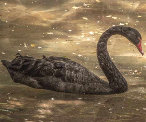Black Swan Swim On The Water Stock Photo Image Of Swim Neck 123173906