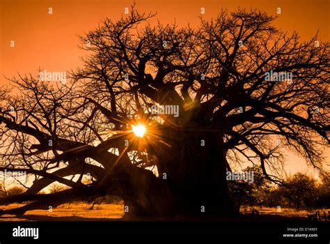 Baobab Tree Adansonia Digitata With Backlight Limpopo Province