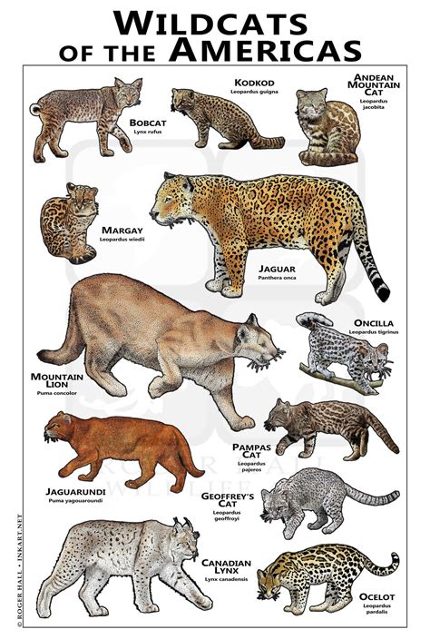 Wildcats Of The Americas Poster Etsy Wild Cats Wildlife Artists