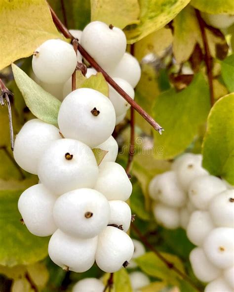 Snowberry Symphoricarpos Albus With White Berries On Bush Close Up