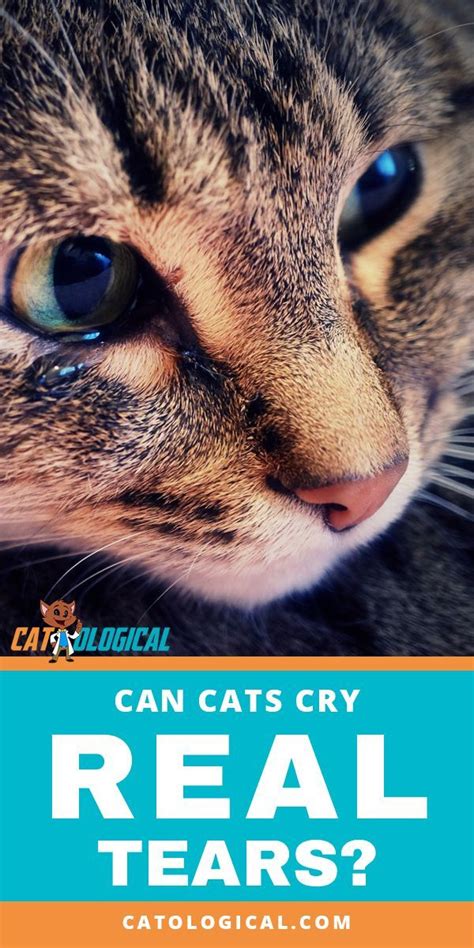 Can Cats Cry Real Tears Like Humans Cat Or Do Kitten Tears Mean