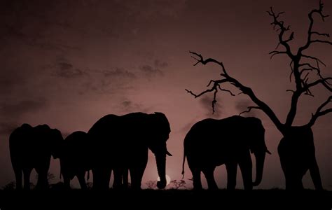 Elephants That Creep In The Dark How Elephants Distinguish Between